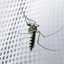 Moskitiera nad Łóżko Baldachim Siatka na Owady Komary Muchy Zasłona Duża