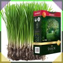 Premium Trawa Nasiona Mieszanka SHADE 1kg 40m Zaciemnione Miejsca do Cienia