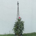 12x Podpora Pergola Ogrodowa Tarasowa na KWiaty Stojak Metalowy Roślin 150 cm
