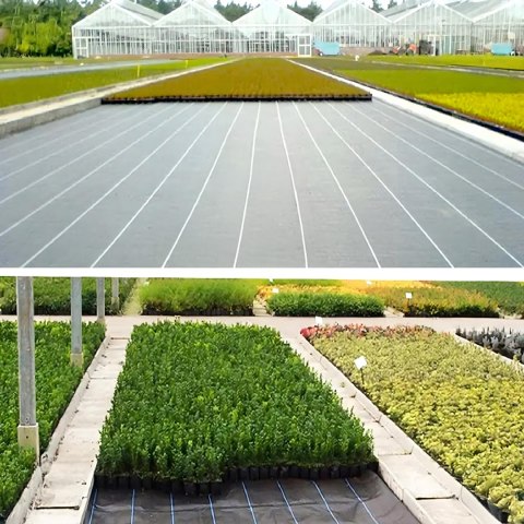Agrowłóknina 140G 1,6x50m Czarna UV Agrotkanina Mata Antychwastowa