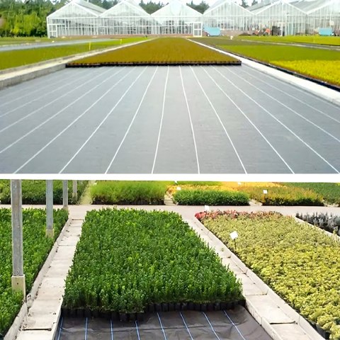 Agrowłóknina 90G 1,6x50m Czarna UV Agrotkanina Mata Antychwastowa